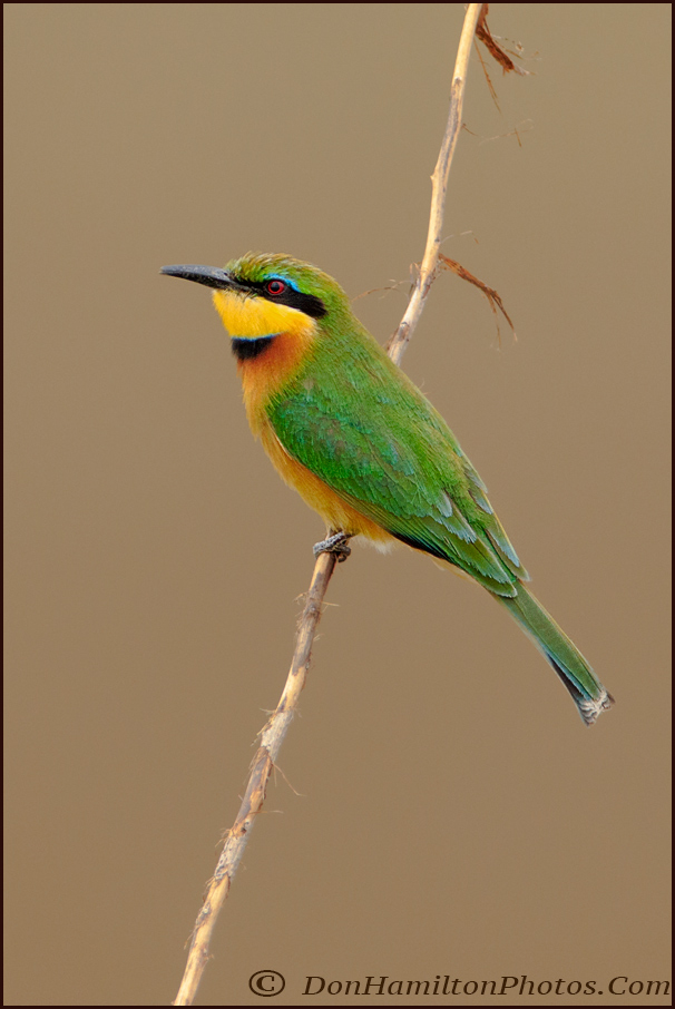 cinnamon-chested-bee-eater-mg_0811