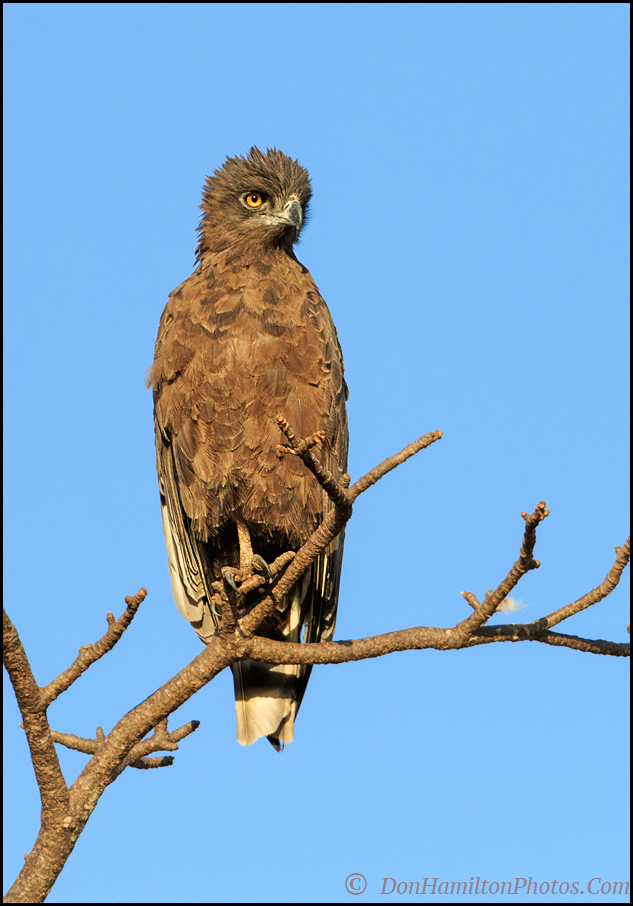 juvi-eagle_mg_mastercrop1819