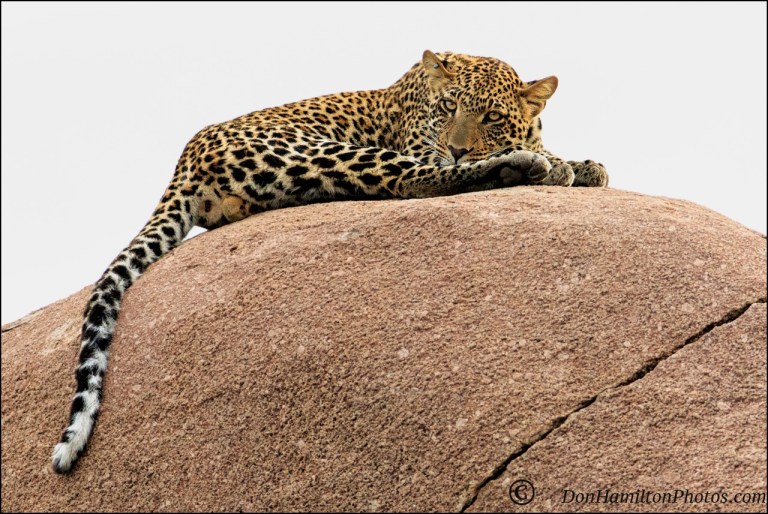 leopard-male-mastercrop_mg_0024