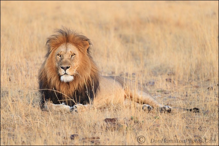 mature-male-lion-mastercrop_f7i1828