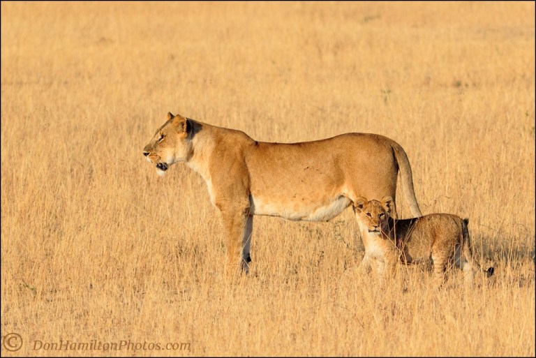 momcub_mastercropmg_0402