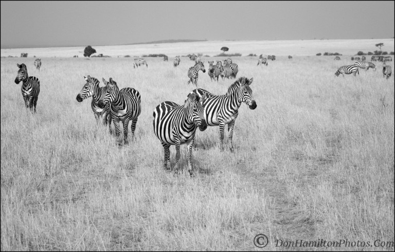 zebra-plains-monomastercrop_f7i2236