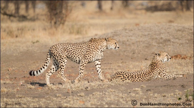 cheetahs-on-the-huntf7i1318