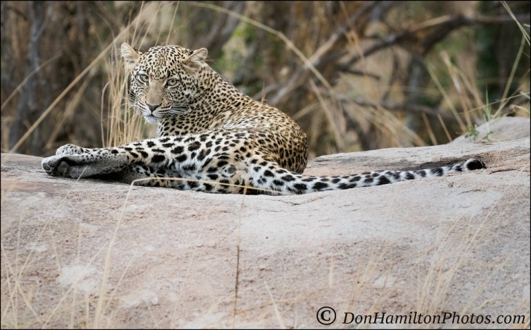 chiling-leopard_f7i8345