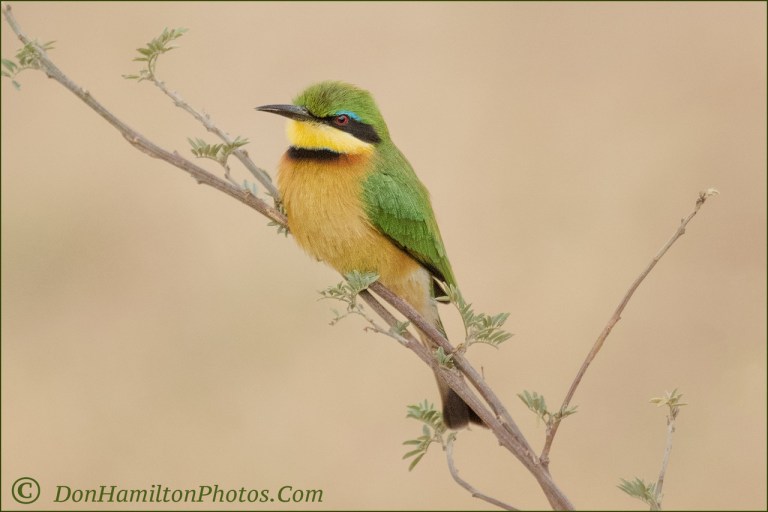 cinnamon-chested-beeeater_mg_1206