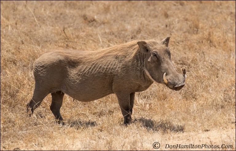 common-warthog_f7i5739