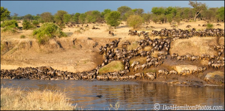 crossing-wildebeest_f7i7290