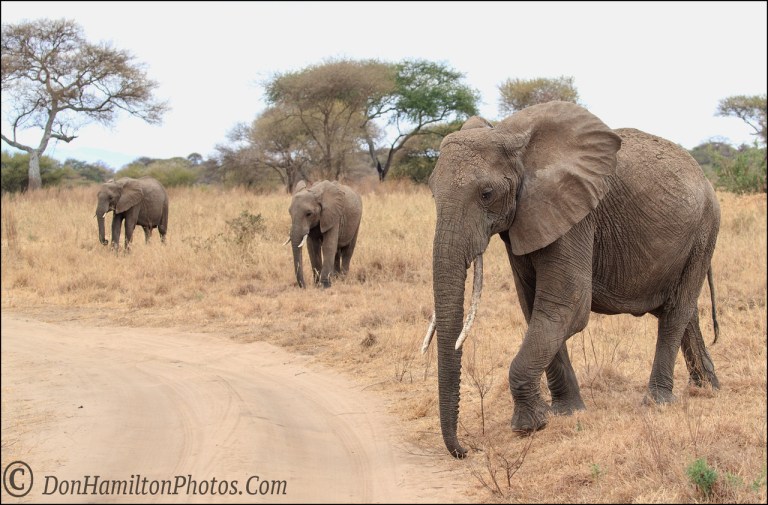 elephant-triof7i3925