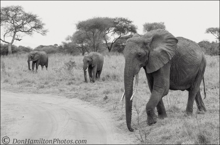 elephant-triomonof7i3925