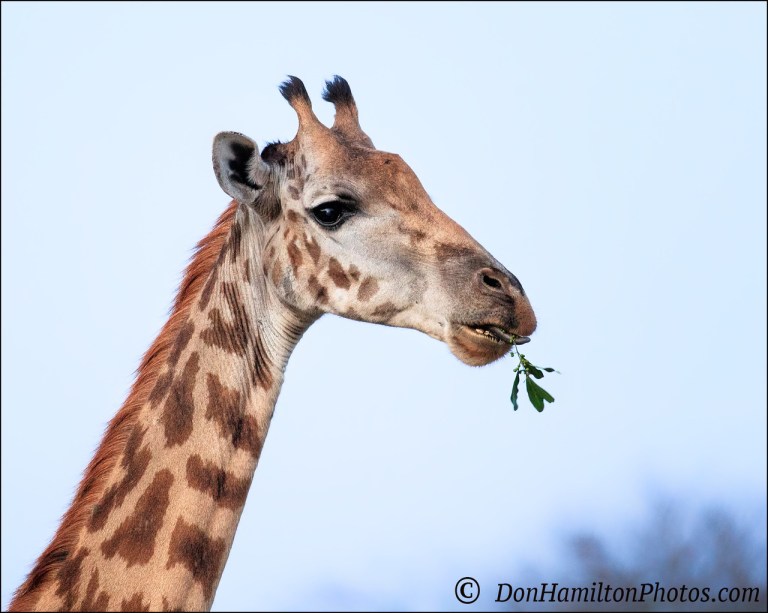 giraffe-lips-_f7i8562
