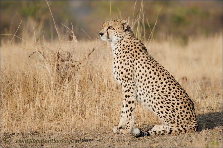 locked-on-cheetah_f7i1137