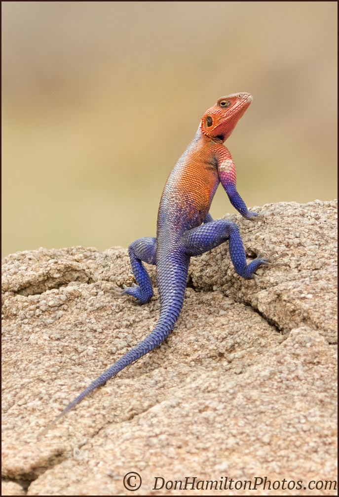male-agama-lizard_mg_0876