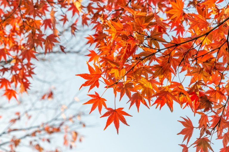 shutterstock_346989335