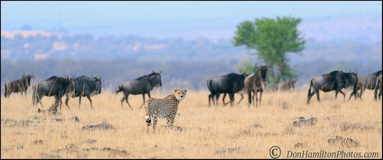 telling-the-story-_f7i0995