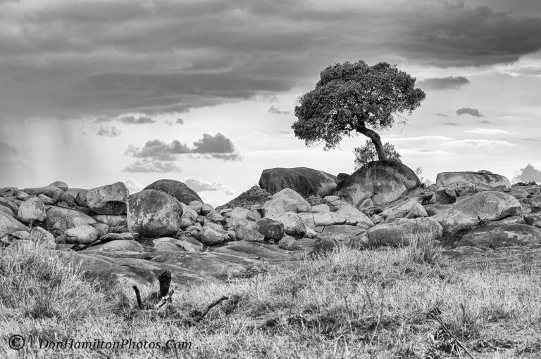 the-koppies-f7i8251