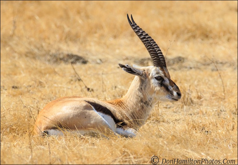 thomsons-gazelle-male_mg_0484