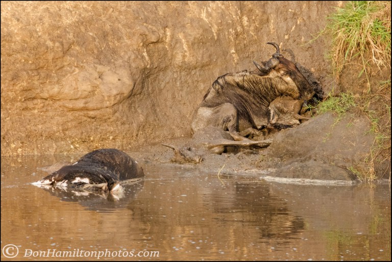 trampled-wildebeests_mg_0003