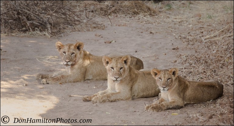 tres-amigos-lionsmg_0075