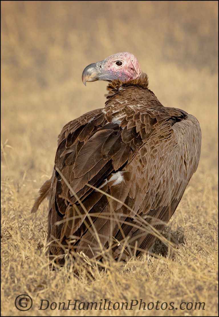 whiteheaded-vulturemg_1573-2