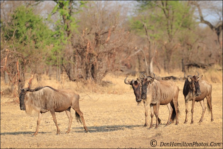 wildebeest-breakfast_f7i1311
