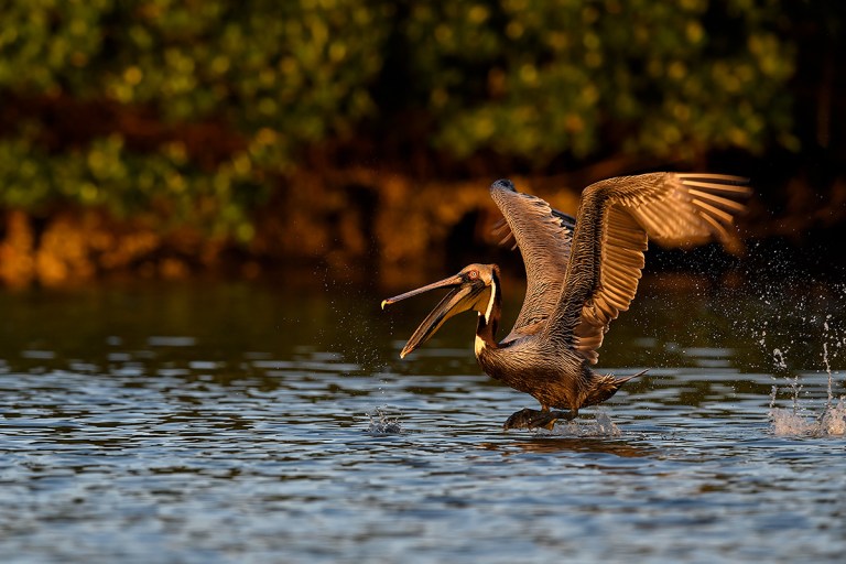 Brown-Pelican-taking-flight-with-bill-open-_DSC0118--Alafia-Banks,-Tampa-Bay,-FL