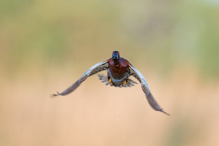 Cinnamon-Teal-drake-right-at-you-in-flight-_DSC5244--Gilbert-Riparian-Preserve,-Phoenix,-AZ