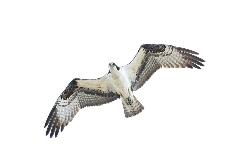 Osprey-stariing-_DSC0333--Indian-Lake-Esates,-FL
