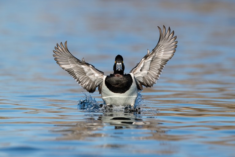 Ring-necked-Duck-landing-_DSC1465--Gilbert-Water-Ranch-Riparian-Preserve,-AZ