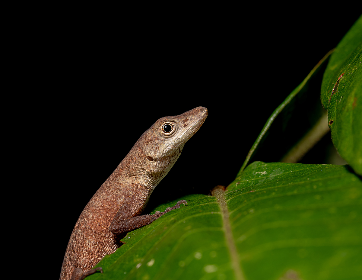 Capturing the Creatures of the Amazon – Bedford Blog
