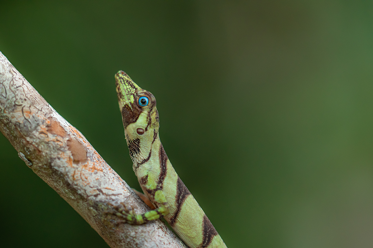 Capturing the Creatures of the Amazon – Bedford Blog